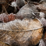 A bed of frosty leaves. Exposure: ISO 400, f/8, 1/40-sec. with +2/3-stop of Exposure Compensation.